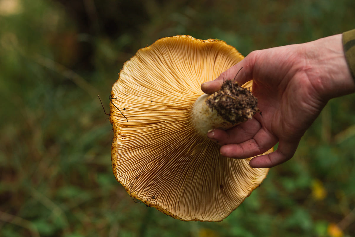 Икра грибная через мясорубку — ТОП-10 рецептов - 6